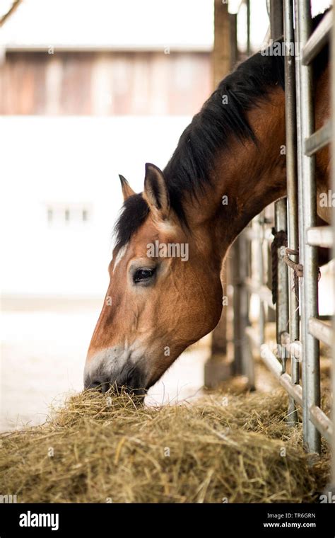 Horse eating hay horsebox hi-res stock photography and images - Alamy