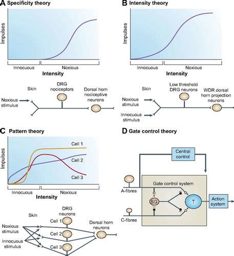 Gate Control Theory Of Pain Diagram