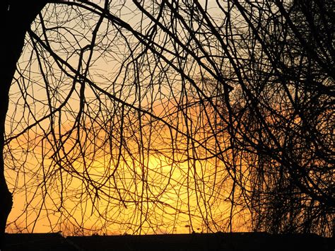 Wallpaper Branch Nature Sky Tree Woody Plant Leaf Sunlight