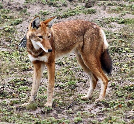 Ethiopian wolf - Wikipedia, the free encyclopedia