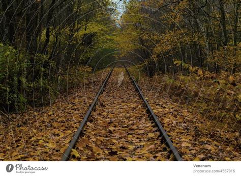 Old Unused Railway Tracks In Autumn In A Forest A Royalty Free Stock