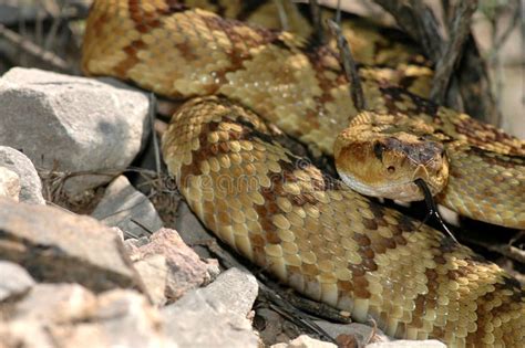 Crotalus Molossus Stock Photo Image Of Head Environment 107042132