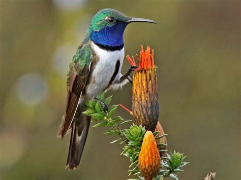 Hummingbirds in Colorado (10 Species Pictured) - Daily Birder