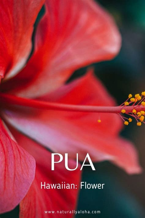 5 Easy Hawaiian Nature Words To Know Before You Go Naturally Aloha