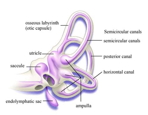 Bony labyrinth and membranous labyrinth of inner ear. | Download ...