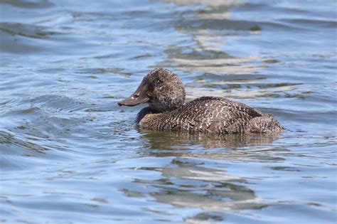 Beginners Outing To Newport Lakes And Jawbone Reserve Birdlifemelbourne