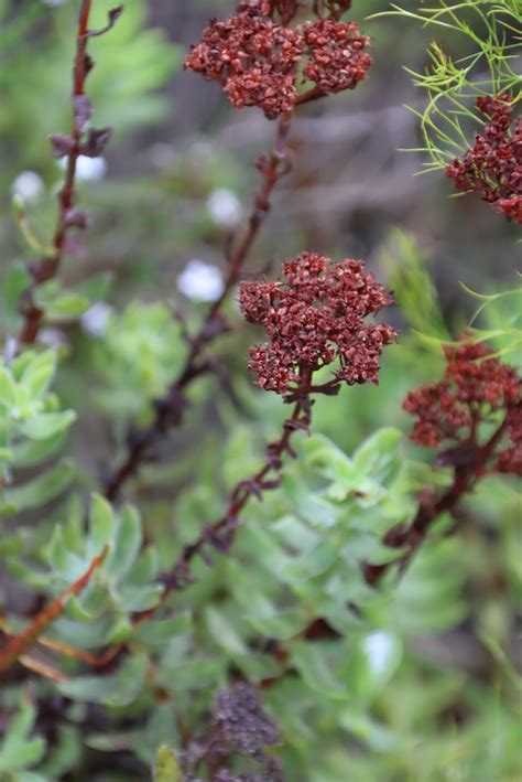 Fringe Stonecrop From Entrance To Noupoort Trail Greyton Nature