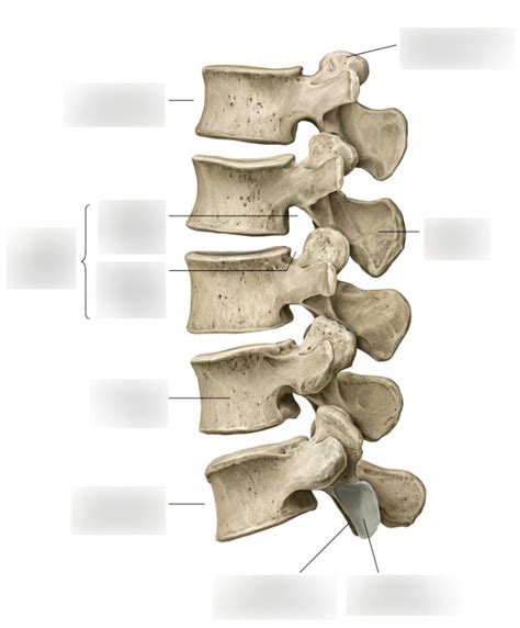 Lumbar Vertebrae Lateral View Diagram Quizlet