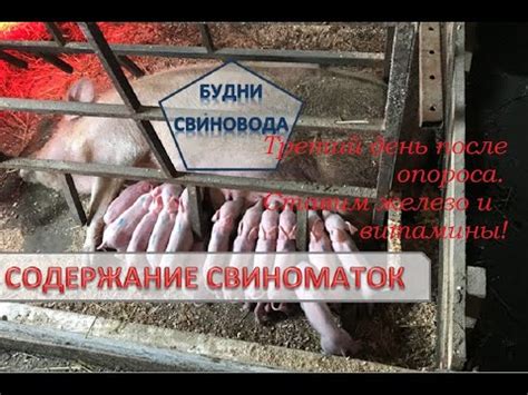 Железо и витамины поросятам - YouTube