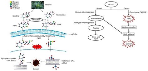 Tetraspanin CD9 A Friend Or Foe Of Head And Neck Cancer Review