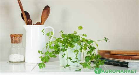 Выращивание кинзы на подоконнике: советы и инструкции | Agro-market