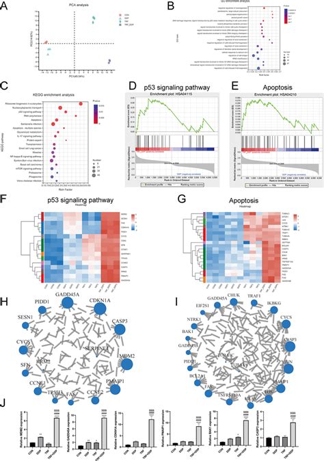 Analysis of transcriptome sequencing results. A The principal component ...