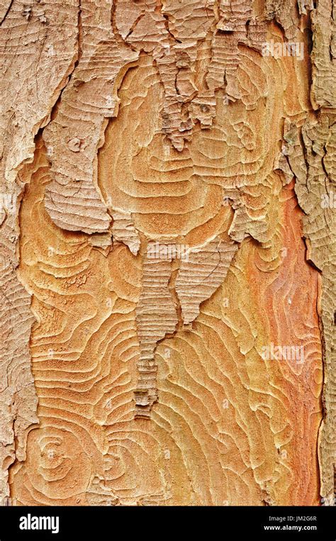 Acer pseudoplatanus sycamore maple bark hi-res stock photography and ...