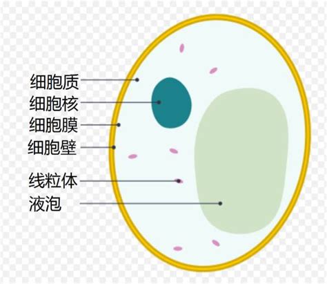 细胞简图,人体细胞的简笔画 - 伤感说说吧