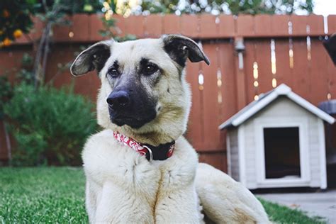 Can A Labrador Live Outside Vet Advises