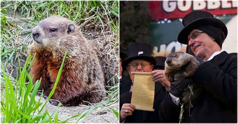 How Did Groundhog Day Start? And How Does It Work?