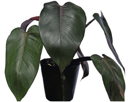 Philodendron Majesty – Ecuagenera