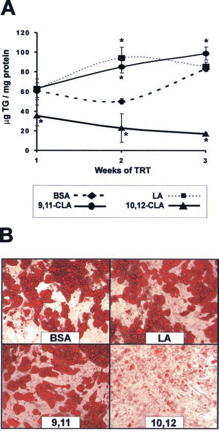 Trans Cis Cla Decreases Tg Content Cultures Of Sv Cells