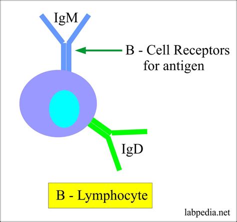 Immunoglobulin D IgD Labpedia Net