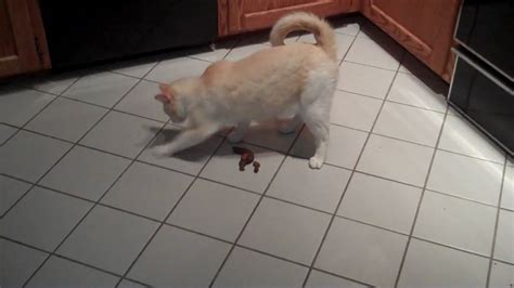 cats dragging butt  floor cat scooting
