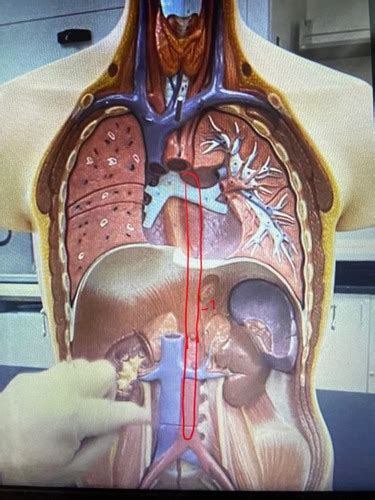 Lab 2 Blood Vessels Of The Torso Flashcards Quizlet