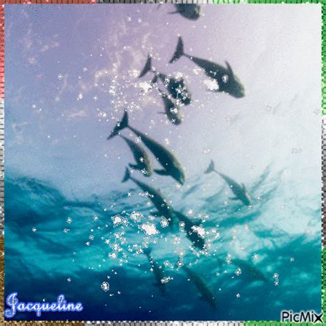 Les Dauphins Free Animated PicMix