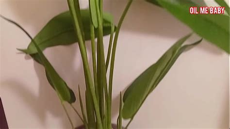 Dont Fuck Me Search XNXX