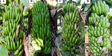 Stable And High Yielding Farmer Preferred Matooke” Cooking Banana