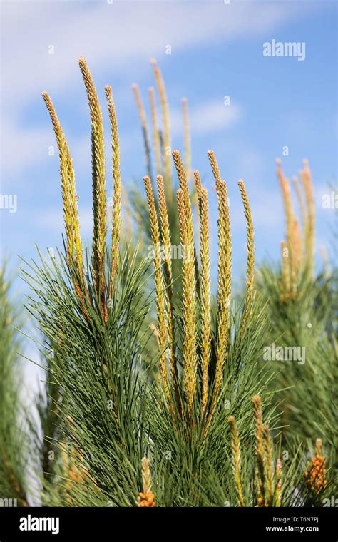 Needles Of A Pine Tree Pinus Sylvestris Stock Photo Alamy