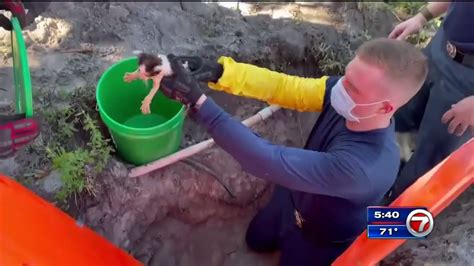 Firefighters Save Kitten Stuck In Pipe In Fort Lauderdale Wsvn 7news Miami News Weather