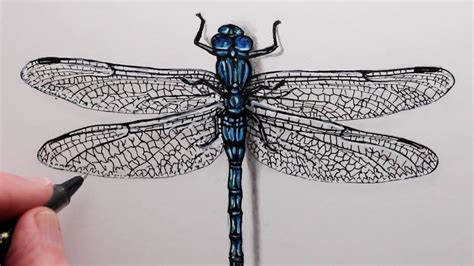 How To Draw A Dragonfly Step By Step Drawing For Beginners Youtube