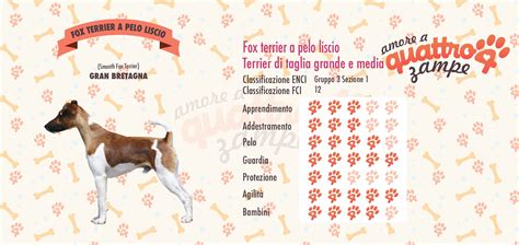 Fox Terrier A Pelo Liscio Scheda Razza Cane Da Compagnia