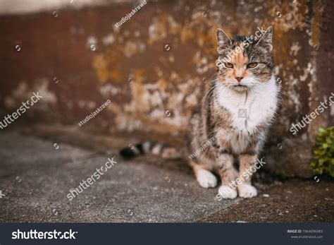 dingy  images stock  vectors shutterstock