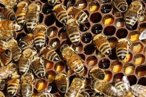 Neonicotinoid Pesticide Use On Some Crops Harms Honeybees Epa Finds