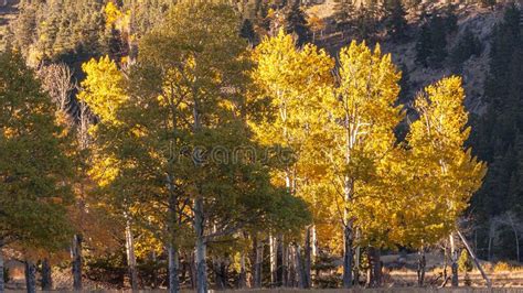 árboles de colorado foto de archivo Imagen de recorrido 227983056