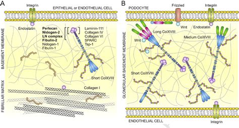 Pdf Collagen Xviii In Tissue Homeostasis And Dysregulation Lessons