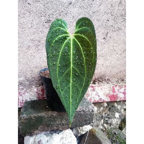 Jual Tanaman Hias Anthurium Kuping Gajah Hybrid Shopee Indonesia