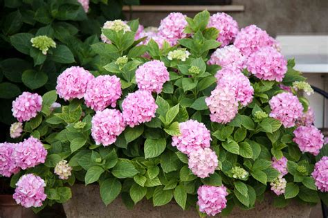 Hortensia Culture Soin Et Vari T S