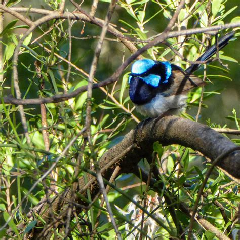 Superb Fairywren From Blackburn Lake Sanctuary Vic Australia On