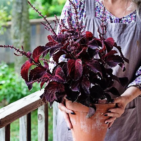 Coleus Folia Sunset