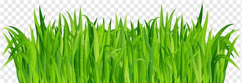 Cartoon Grass Png