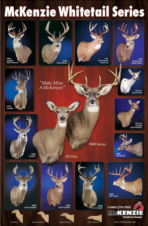 McKenzie's Deer Position (forms) Poster