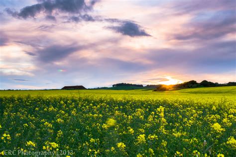 Yellow Rapeseed flower field at sunset HD wallpaper | Wallpaper Flare