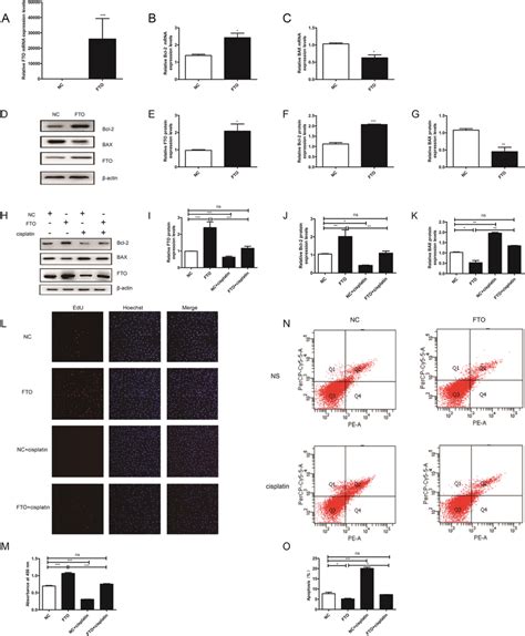 Overexpression Of FTO Attenuated Cisplatin Induced Granulosa Cell