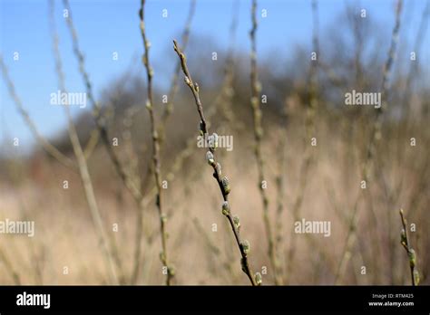 Pussy Willow Branches With Catkins Springtime Spring Stock Photo Alamy