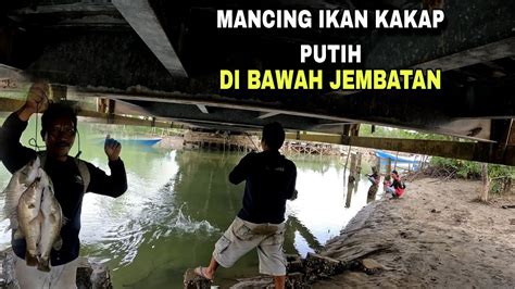 MANCING IKAN KAKAP PUTIH DI BAWAH JEMBATAN YouTube