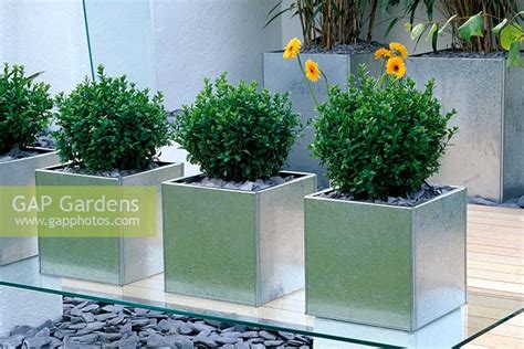 Gap Gardens Galvanised Metal Containers Planted With Buxus