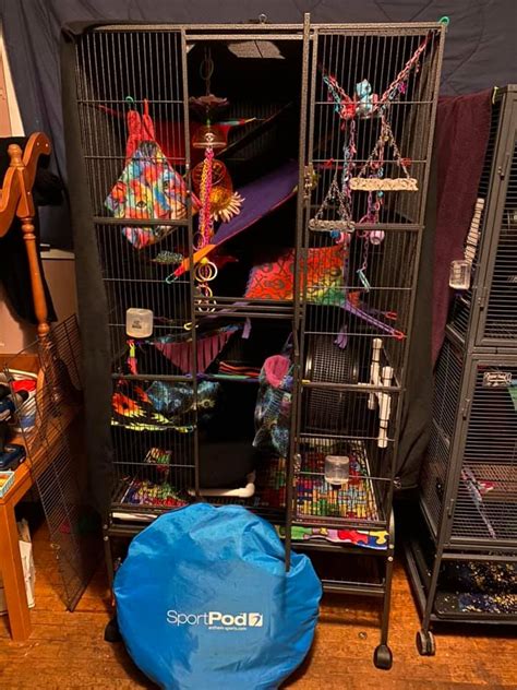 Cage Setup Sugar Glider Guardians