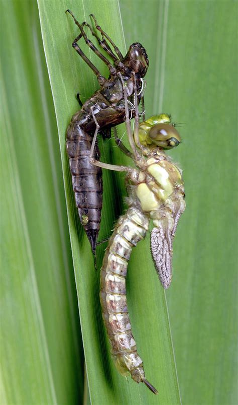 Golden Ringed Dragonfly Metamorphosis Photograph by Sinclair Stammers ...