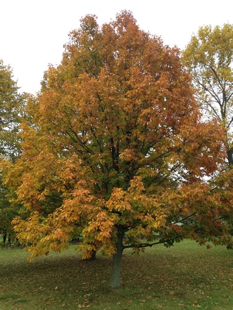 Oak Tree Fall